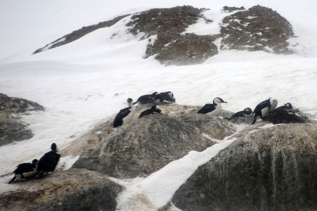 04B Blue-eyed Shag Birds On Rocks In Foyn Harbour On Quark Expeditions Antarctica Cruise